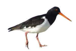 sooty oyster catcher