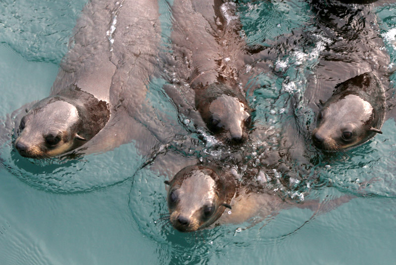 Australian fur seal pups
