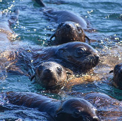 Seals at Seal Rocks, Phillip Island